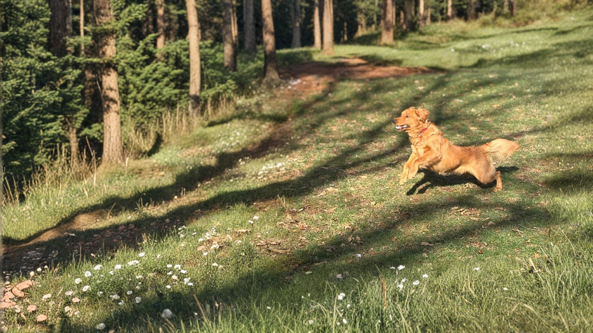 Golden retriever running through a grassy yard